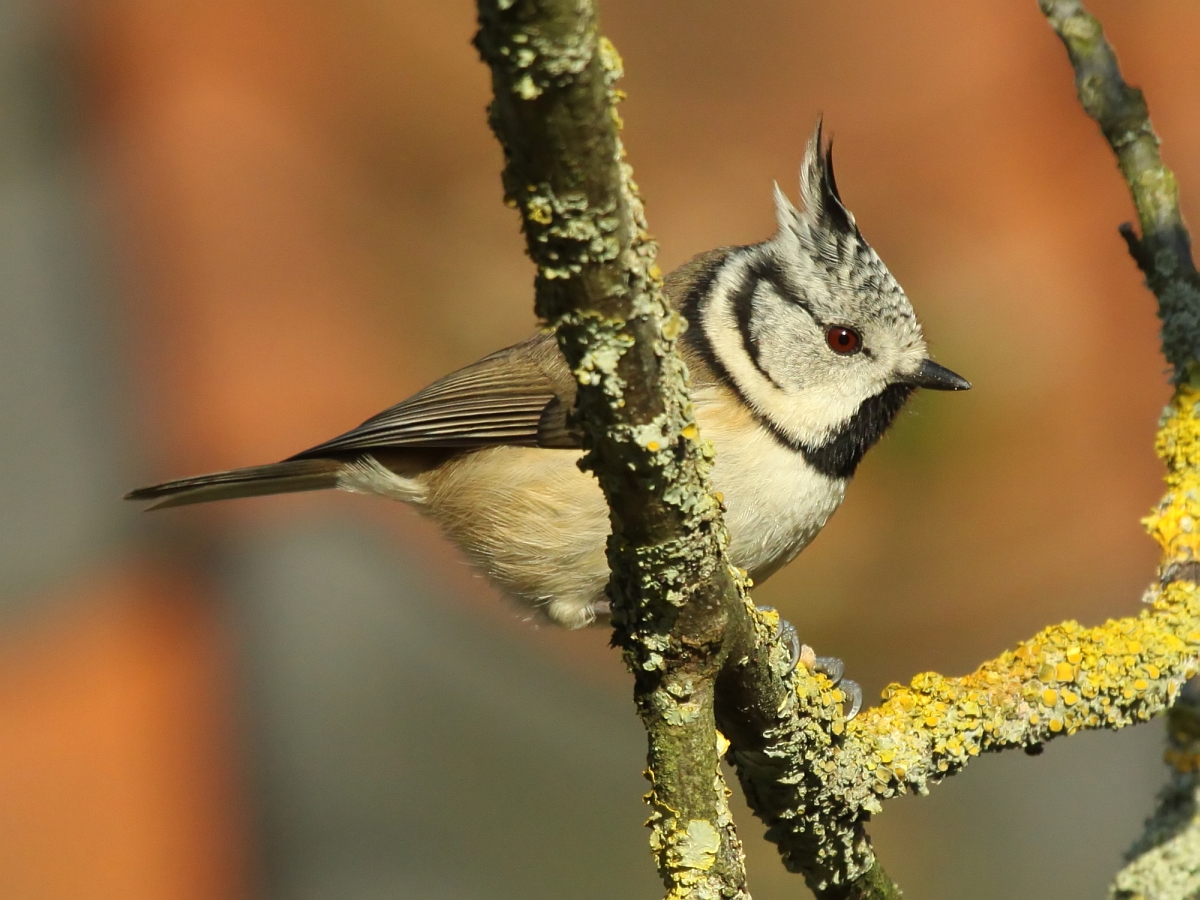 Rock and roll bird