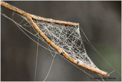 Spinnenweb