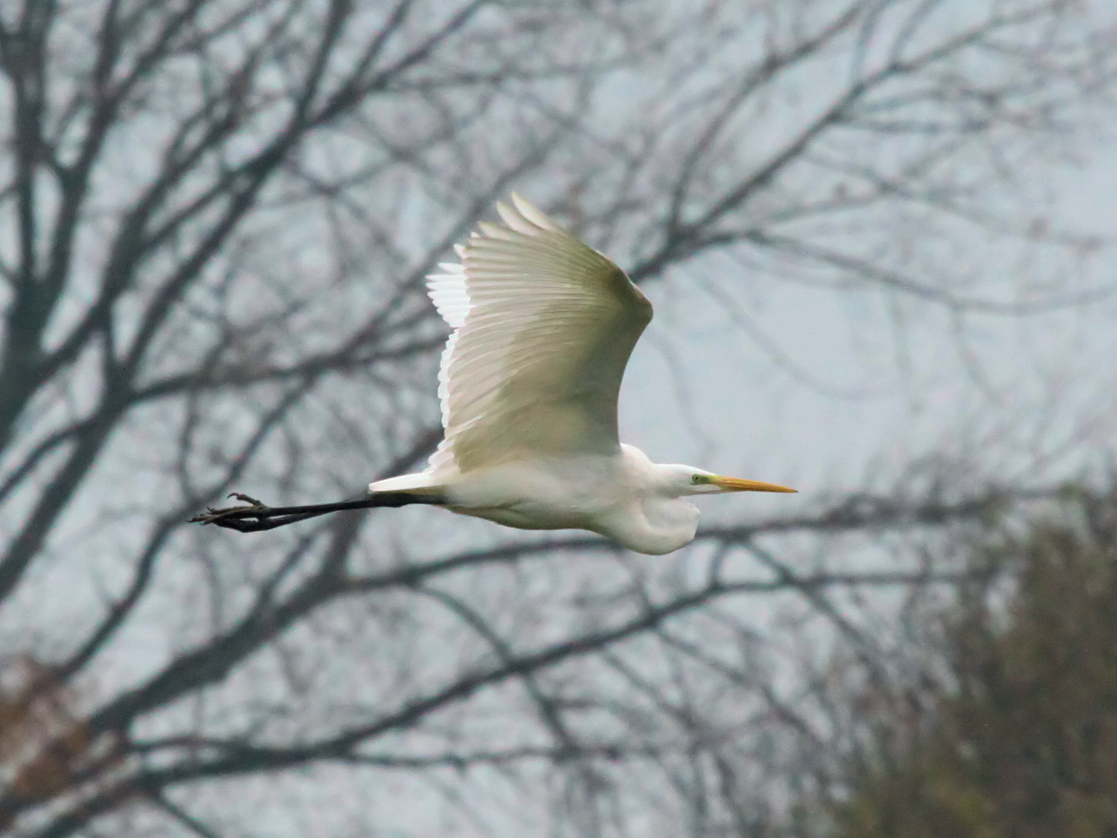 Grote zilverreiger