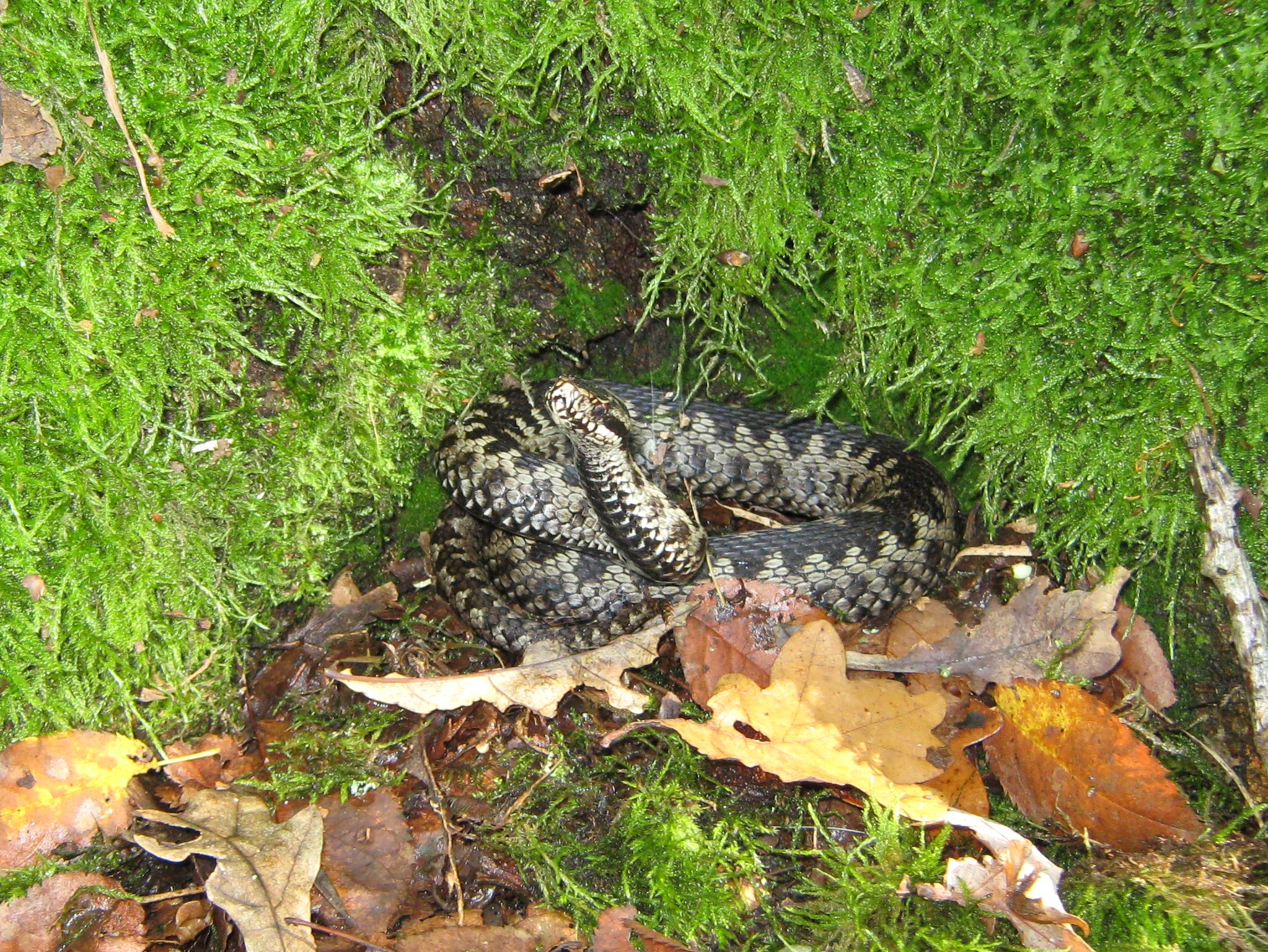 adder in Nederland