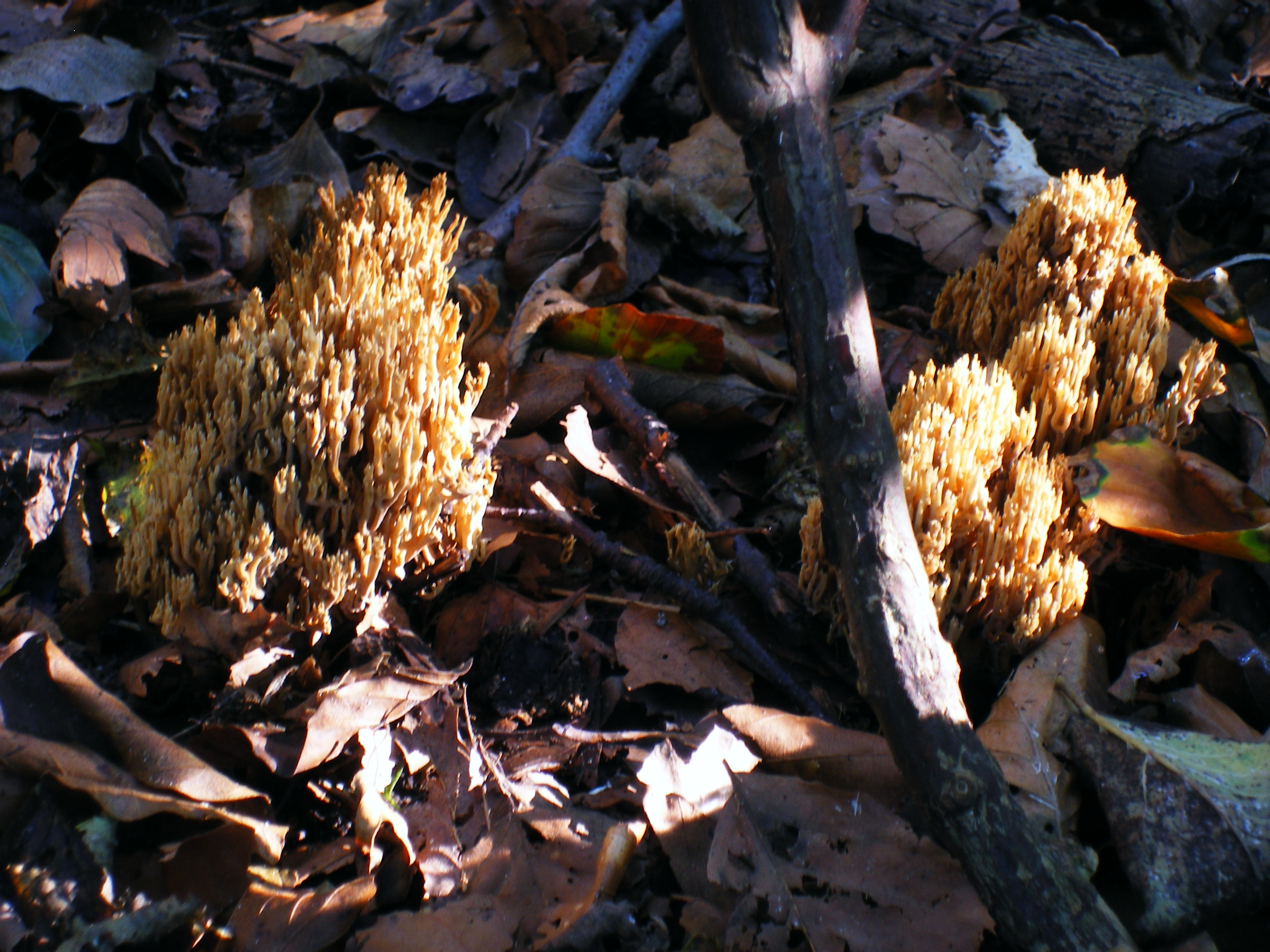 paddenstoelen