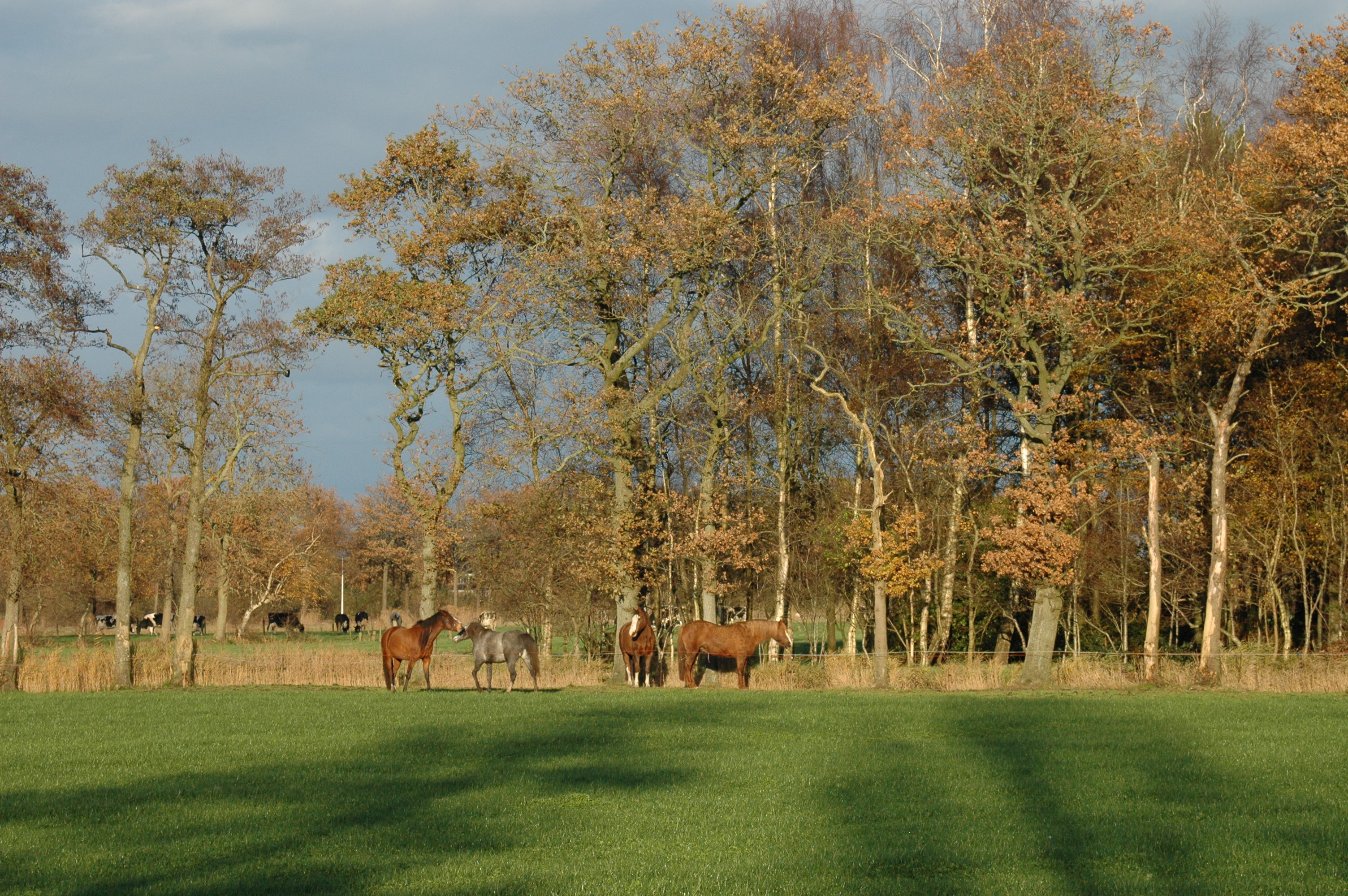 koesteren in de herfstzon