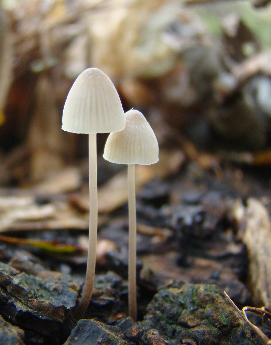 Mycena