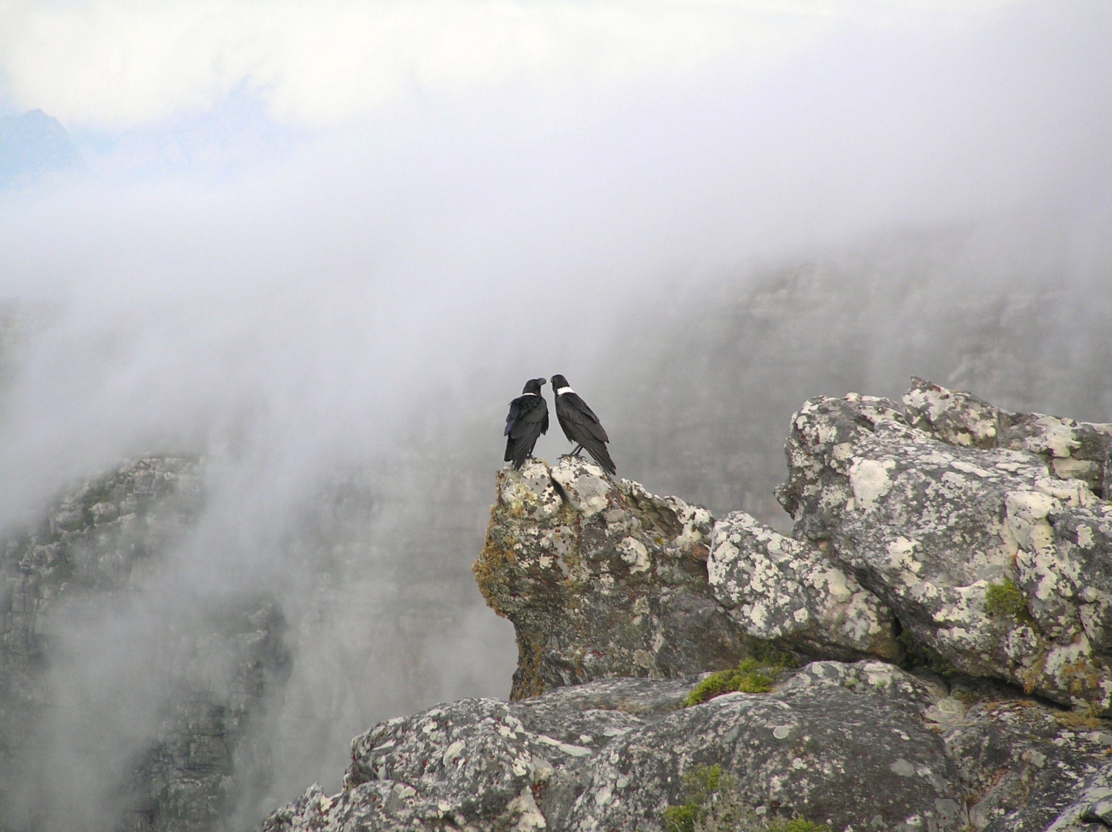 Paartje witnekraven in de mist.
