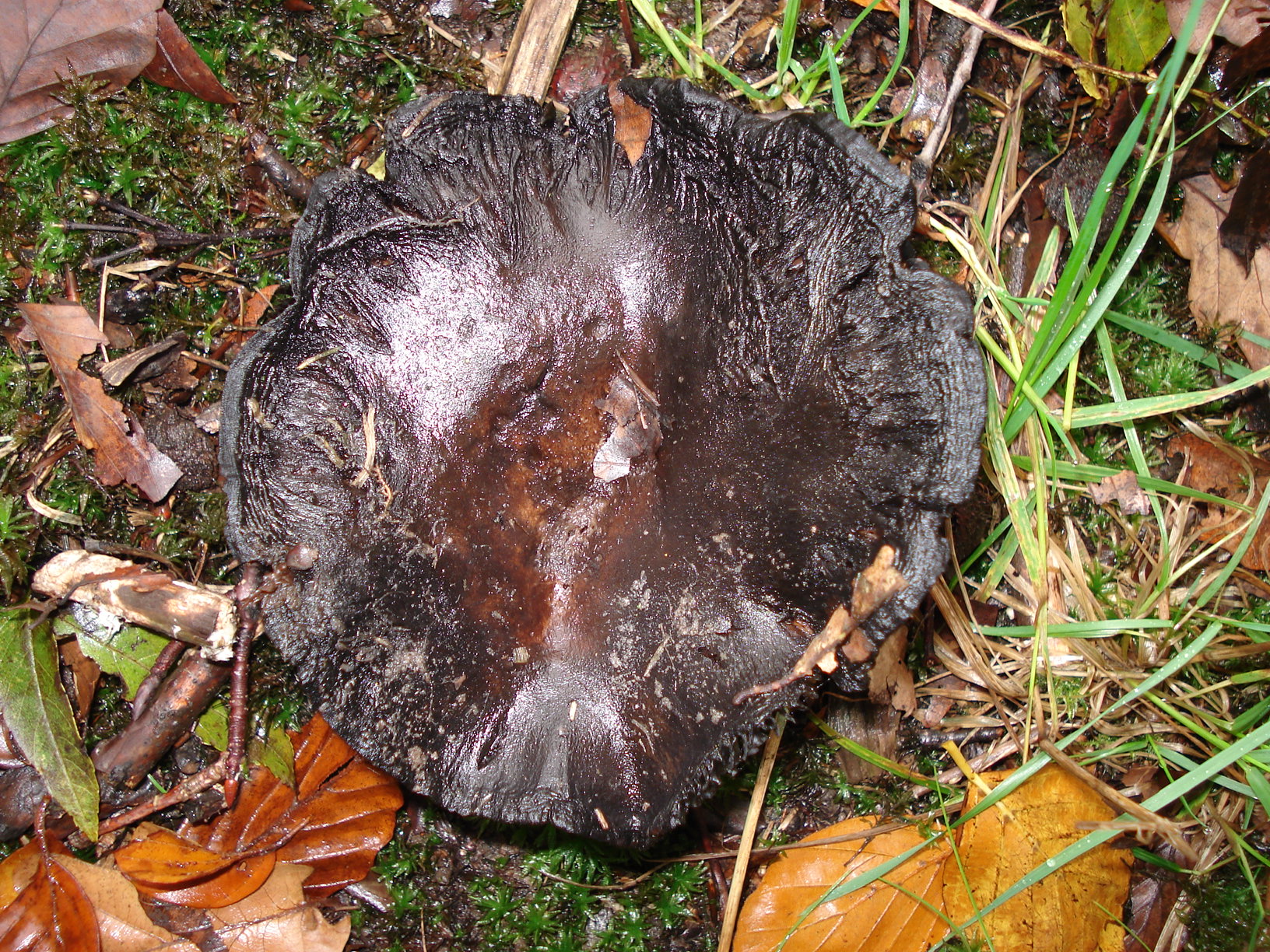 bijna vergane glorie