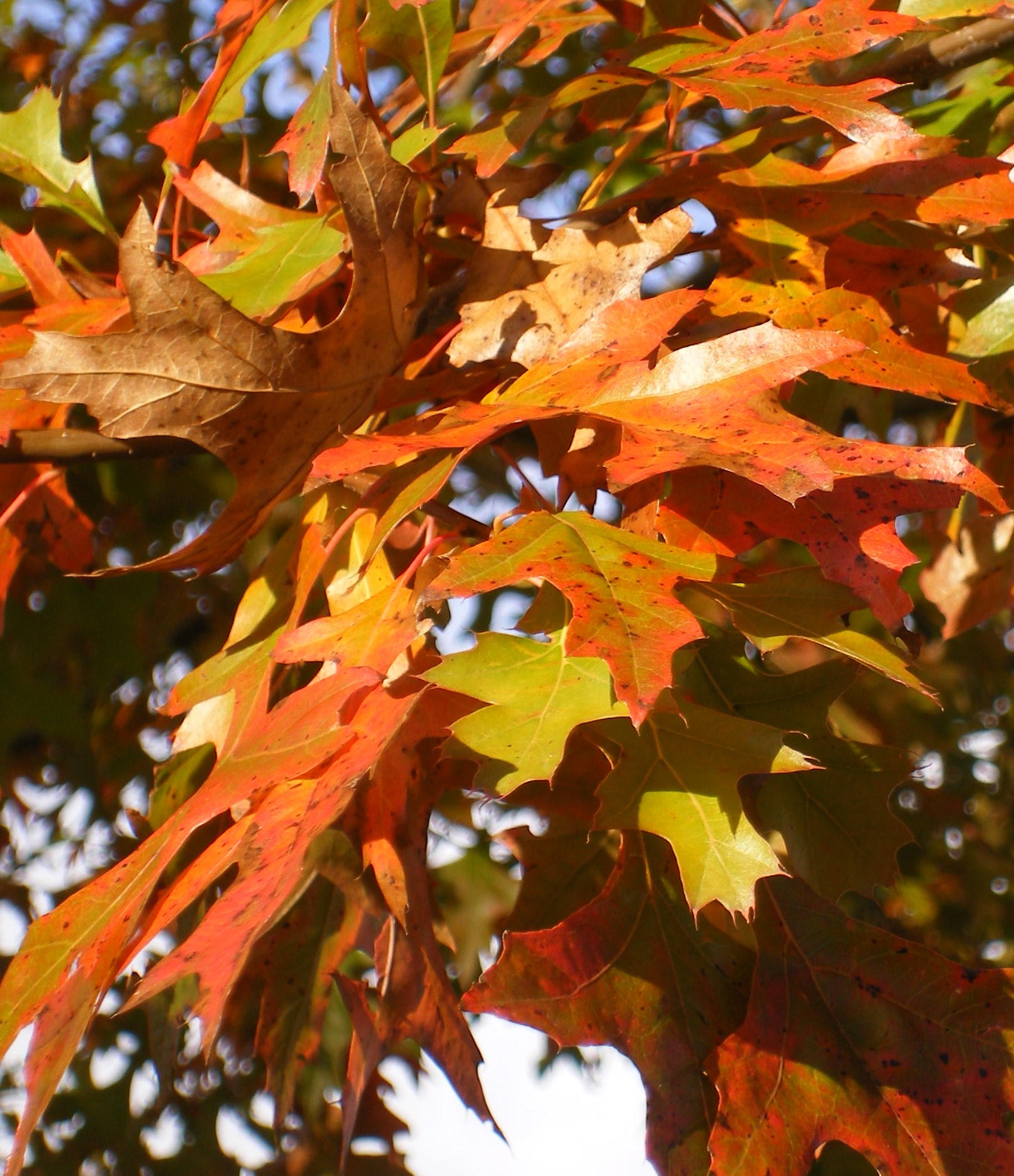 kleuren palet