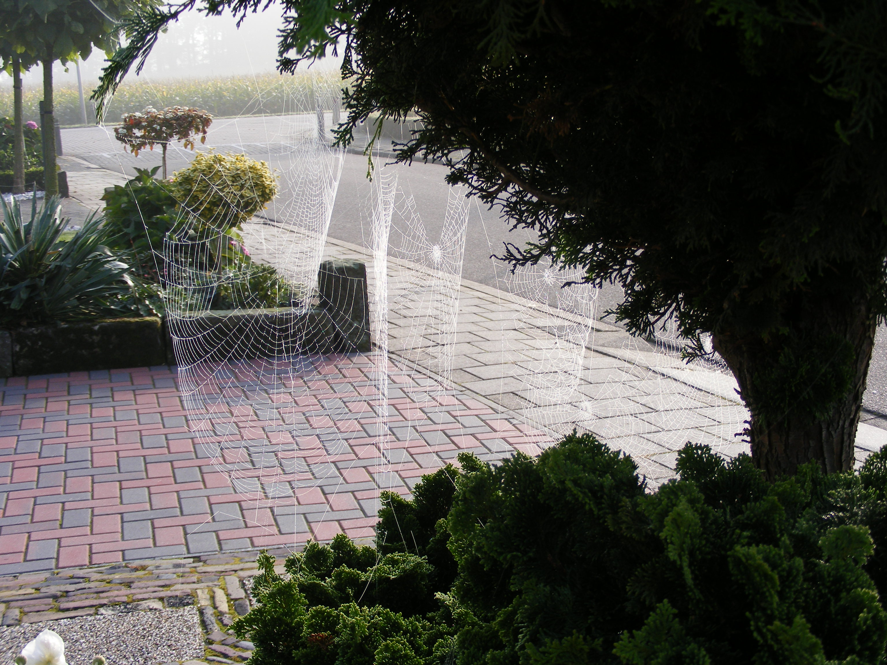 Spinneweb