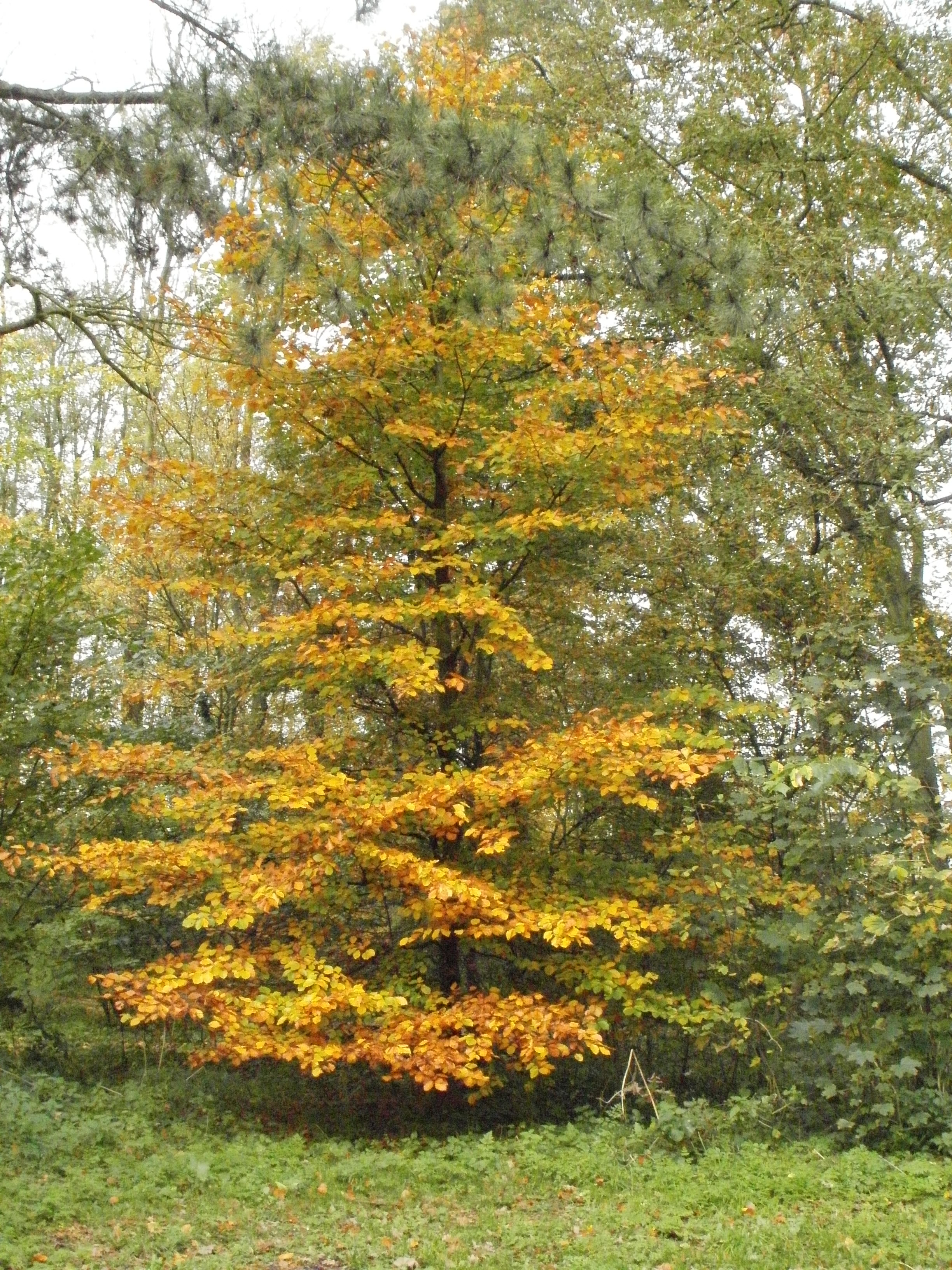 Herfst in Westerhout