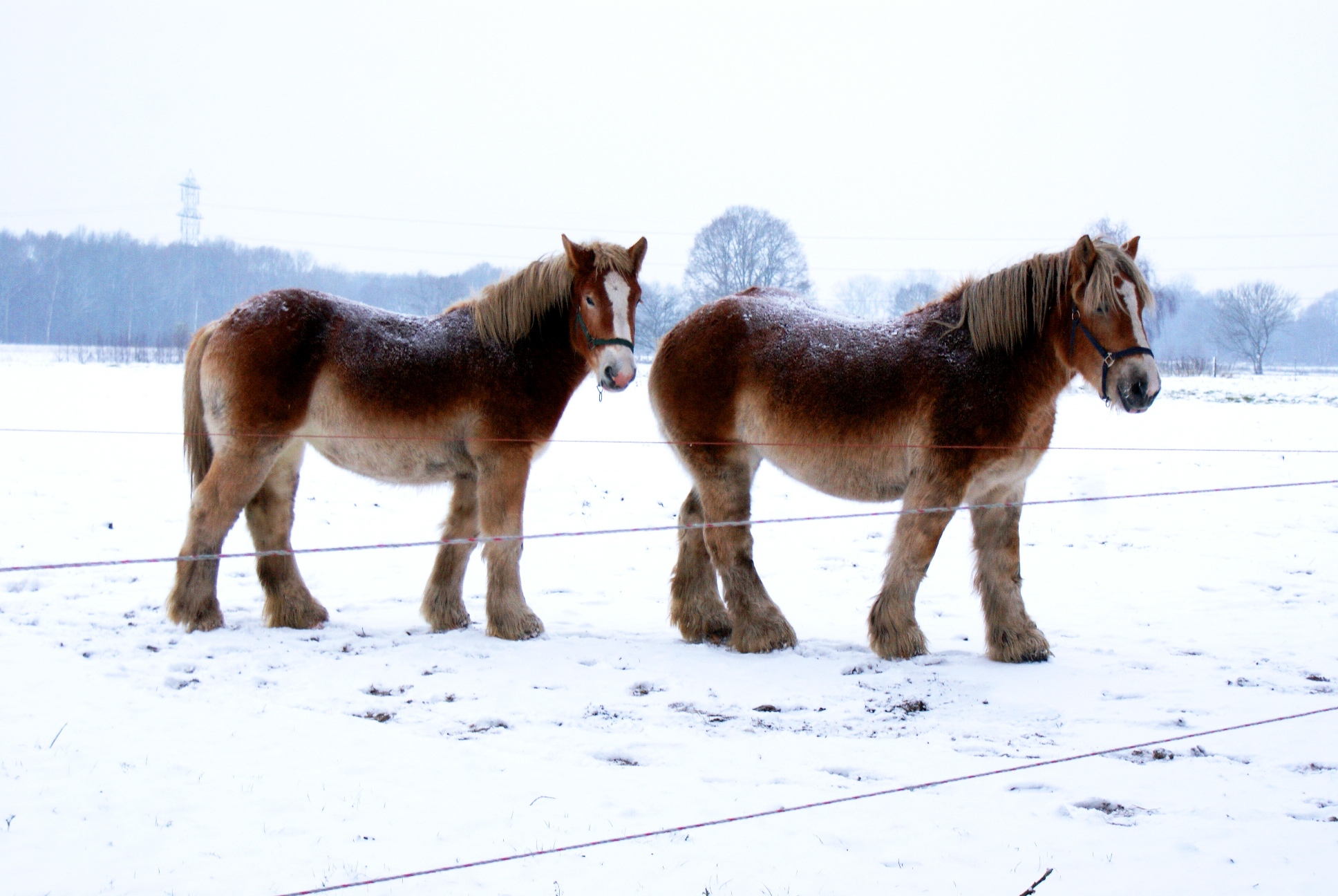 Winter-Paarden