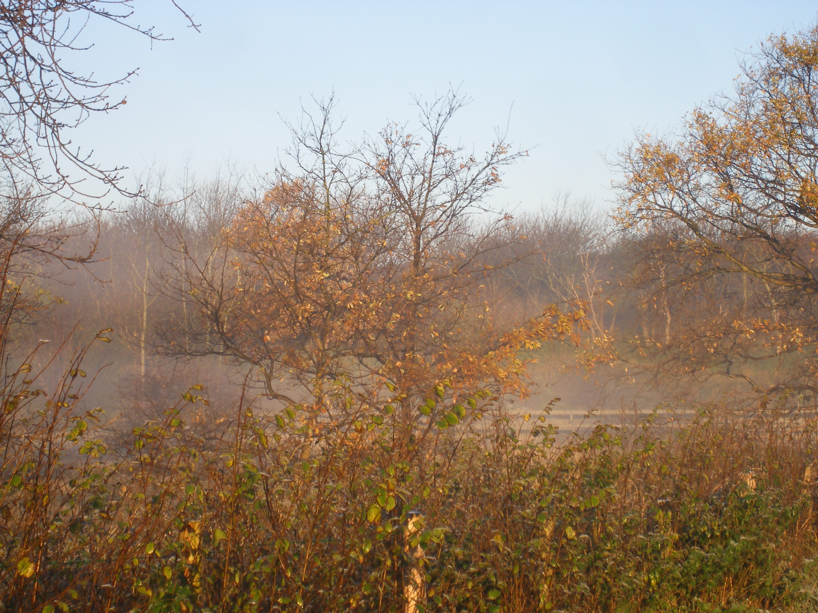 Mist