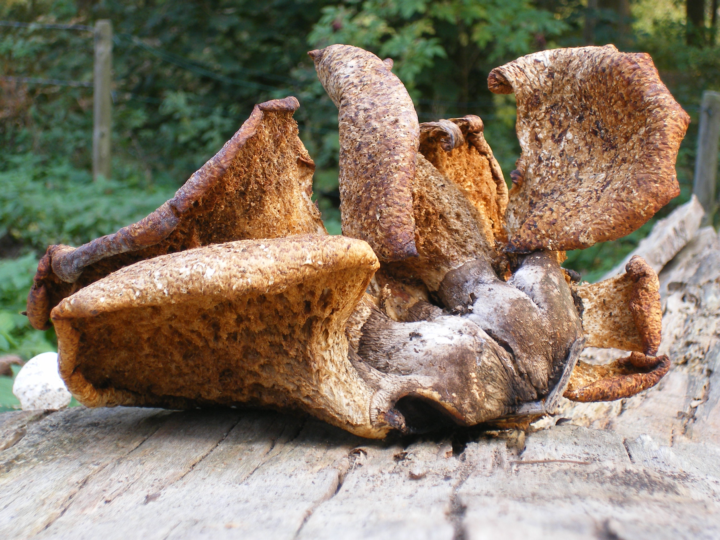 Mooie paddestoelen