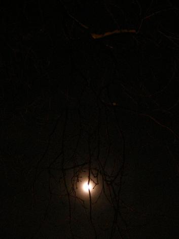 tree at night