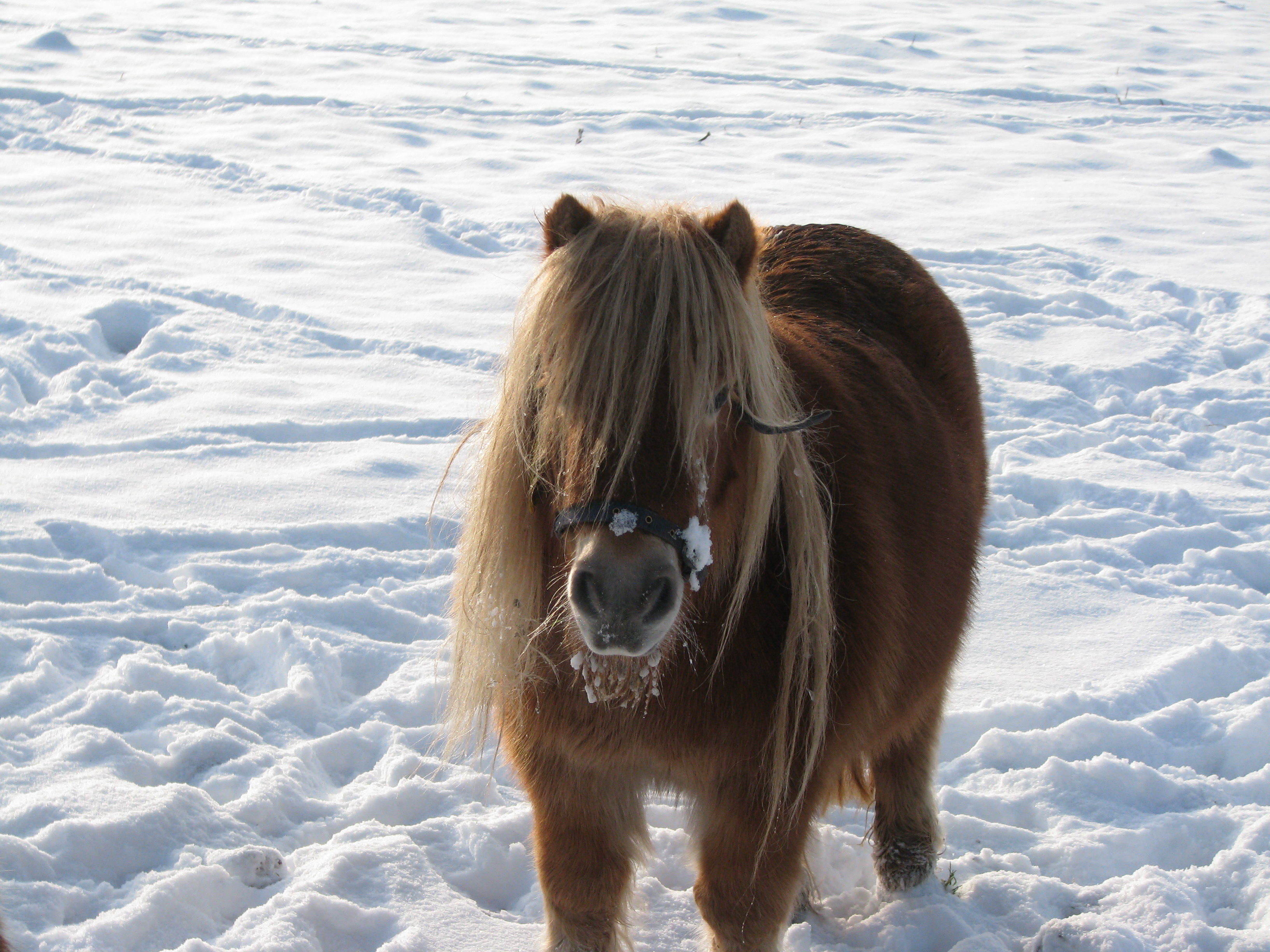 een snuit vol sneeuw