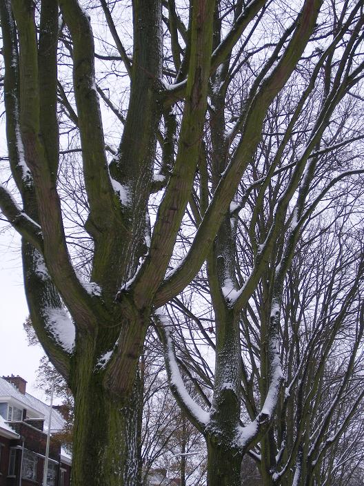 bomen in de sneeuw