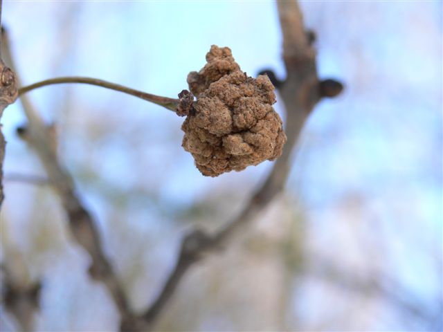 Vrucht van de Es in de winter