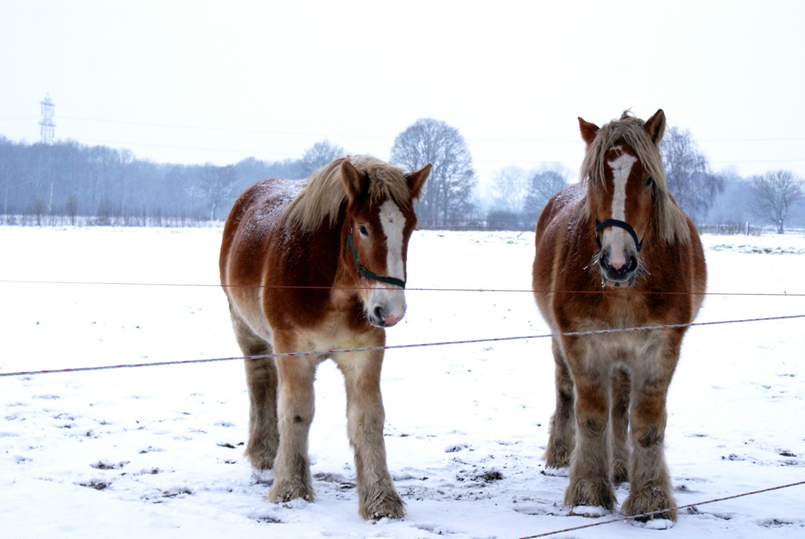 Winter-Paarden2