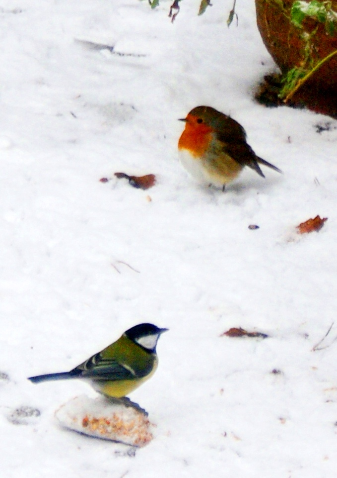 Koolmeesje-Roodborstje in sneeuw