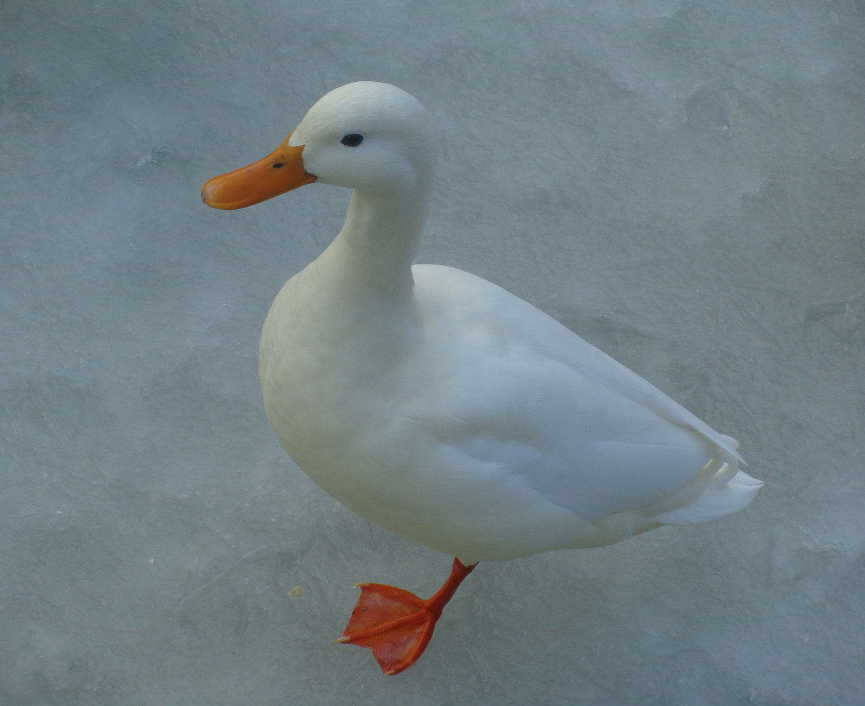 witter kan haast niet !!!!