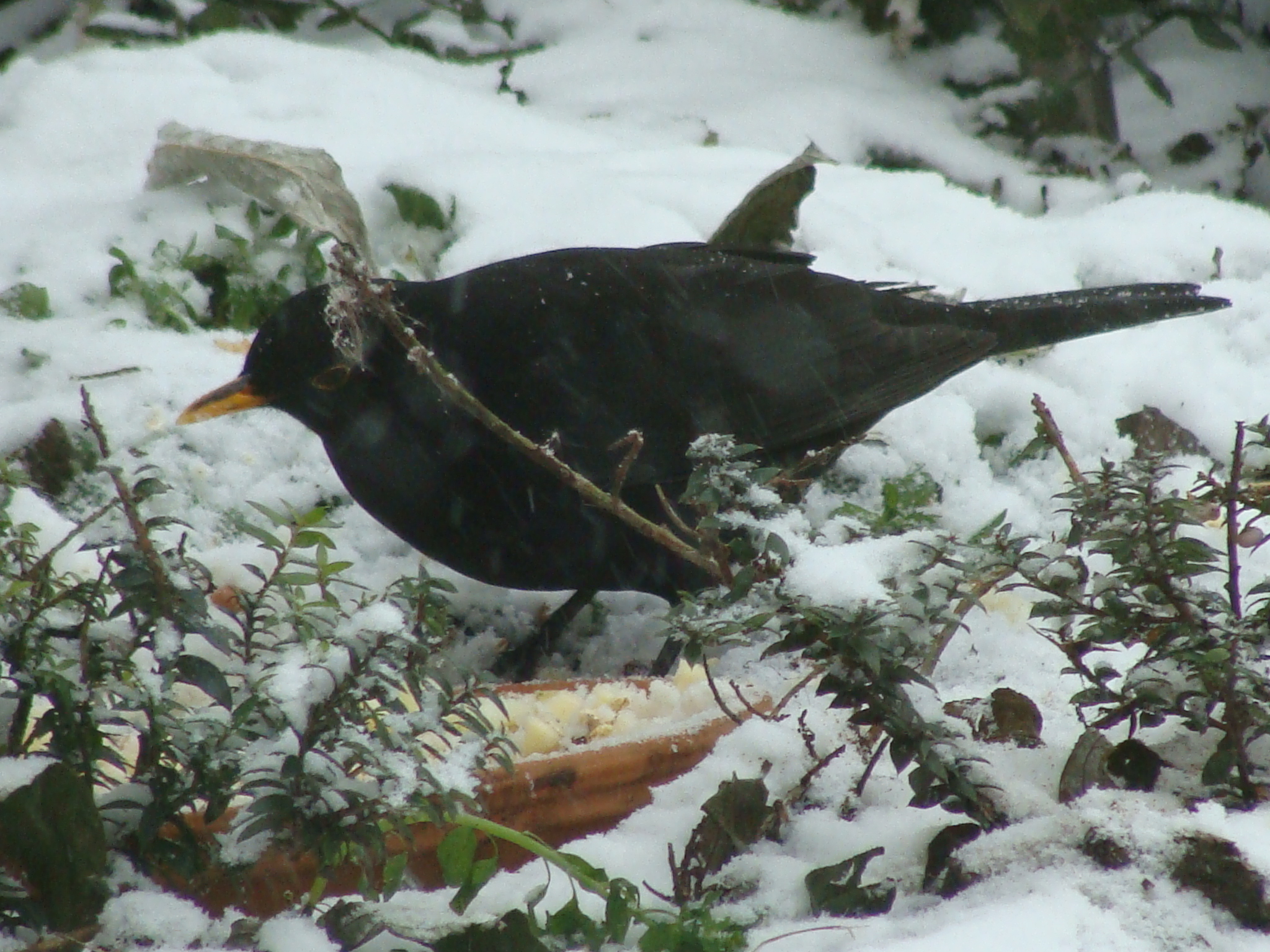Merel aan het ontbijt