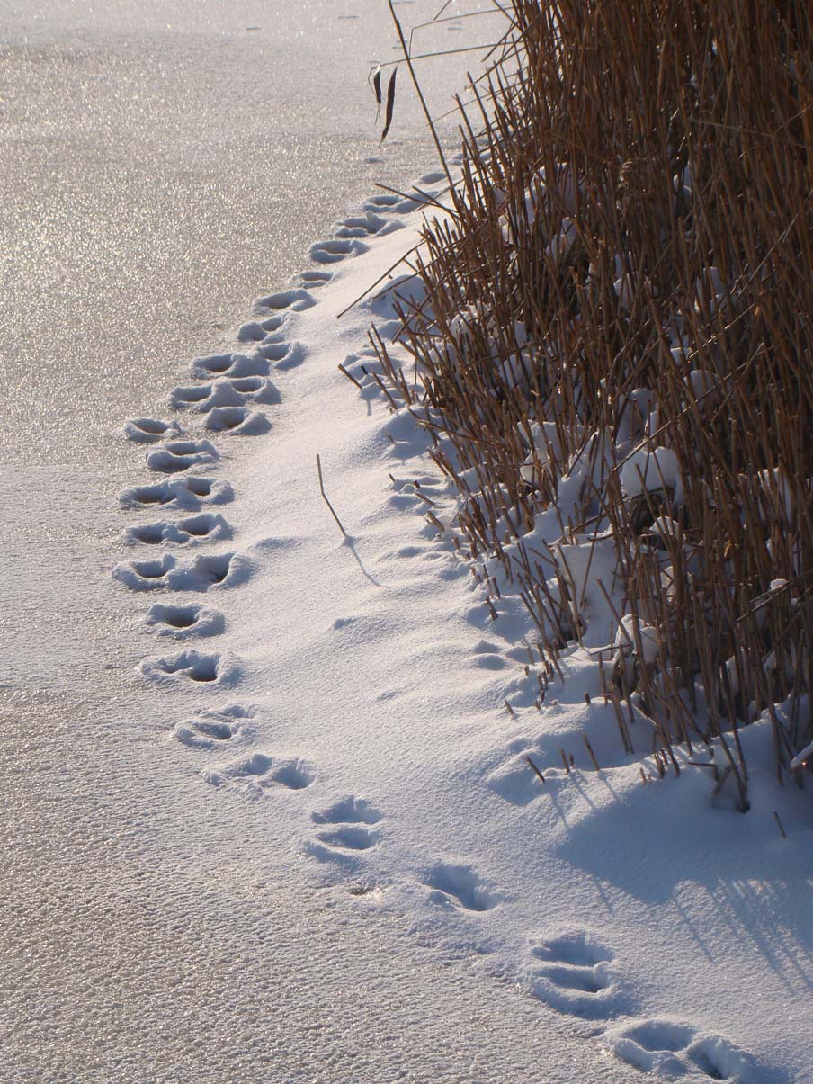 voetstapjes in de sneeuw...