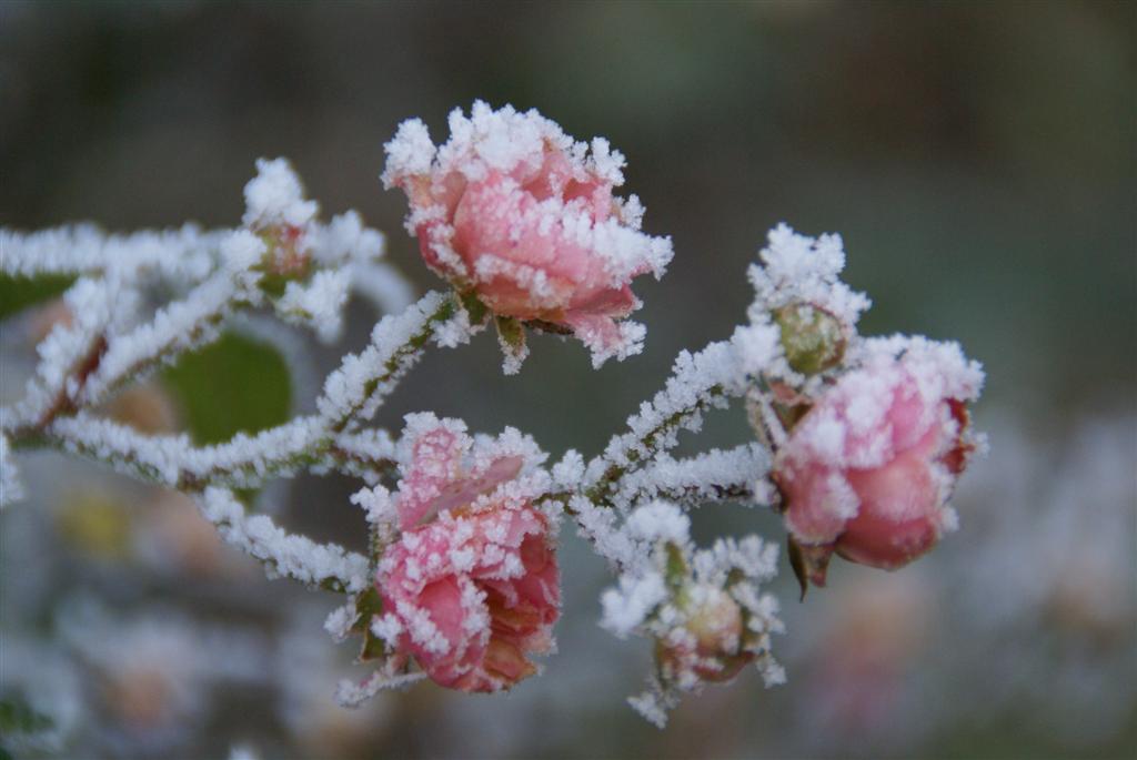 roosje in wintertooi