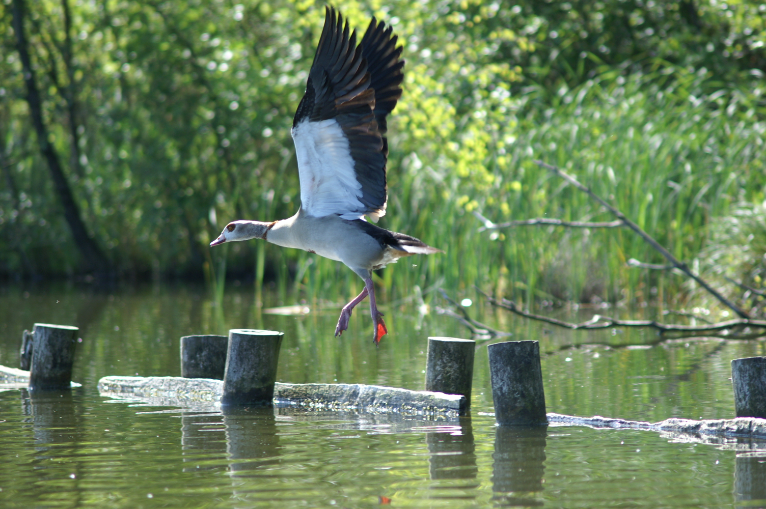 opvliegende nijlgans