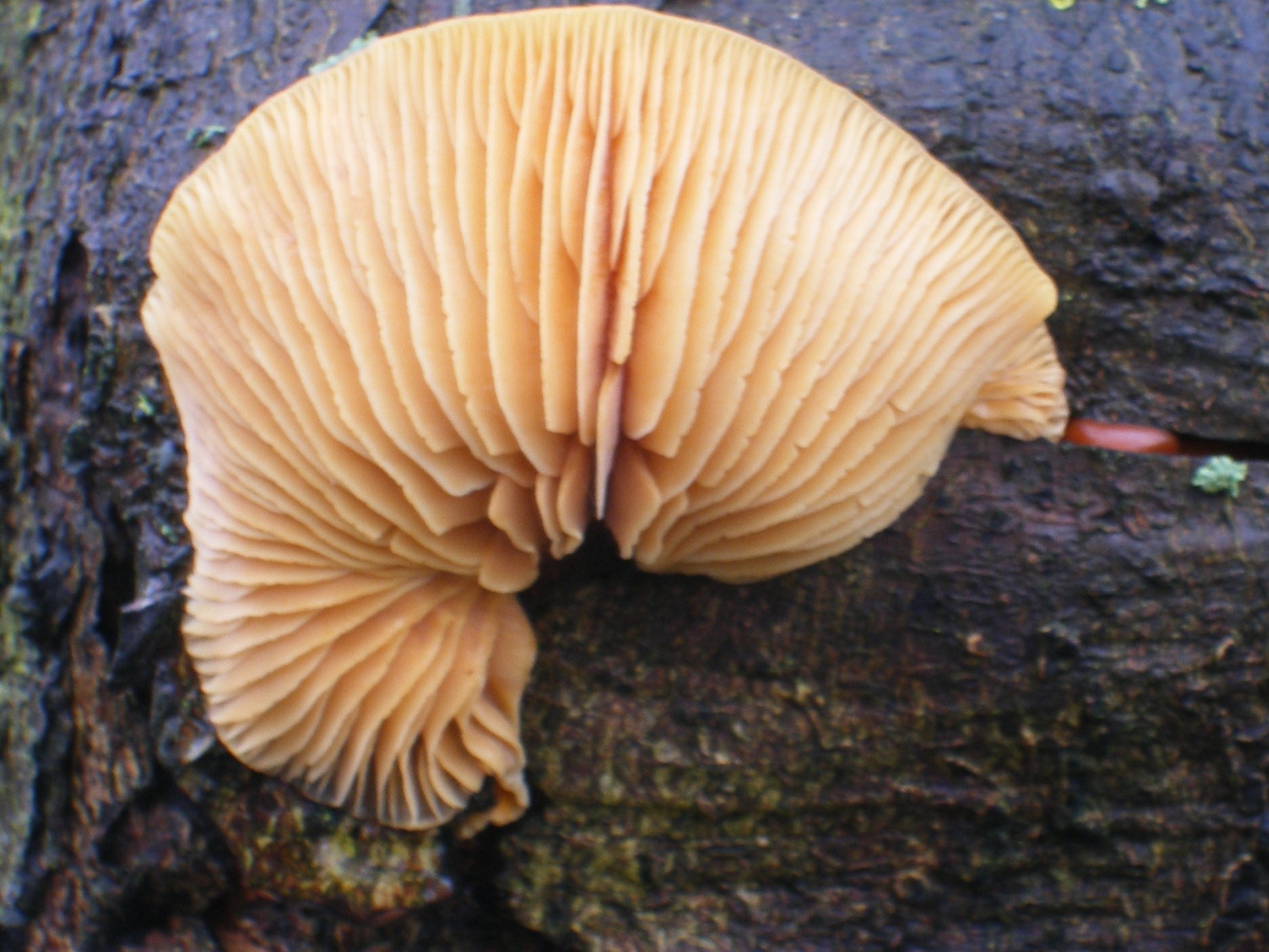 paddestoel
