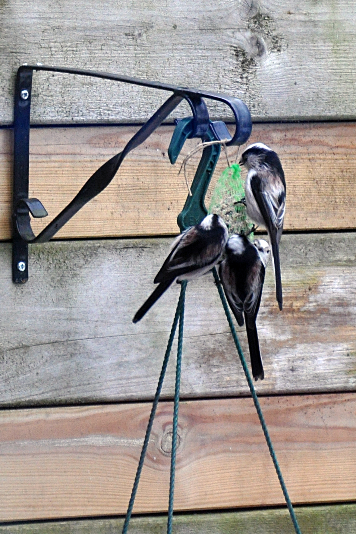 een groepje staartmezen