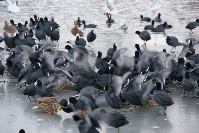 Bijvoeren dieren broodnodig in de winter