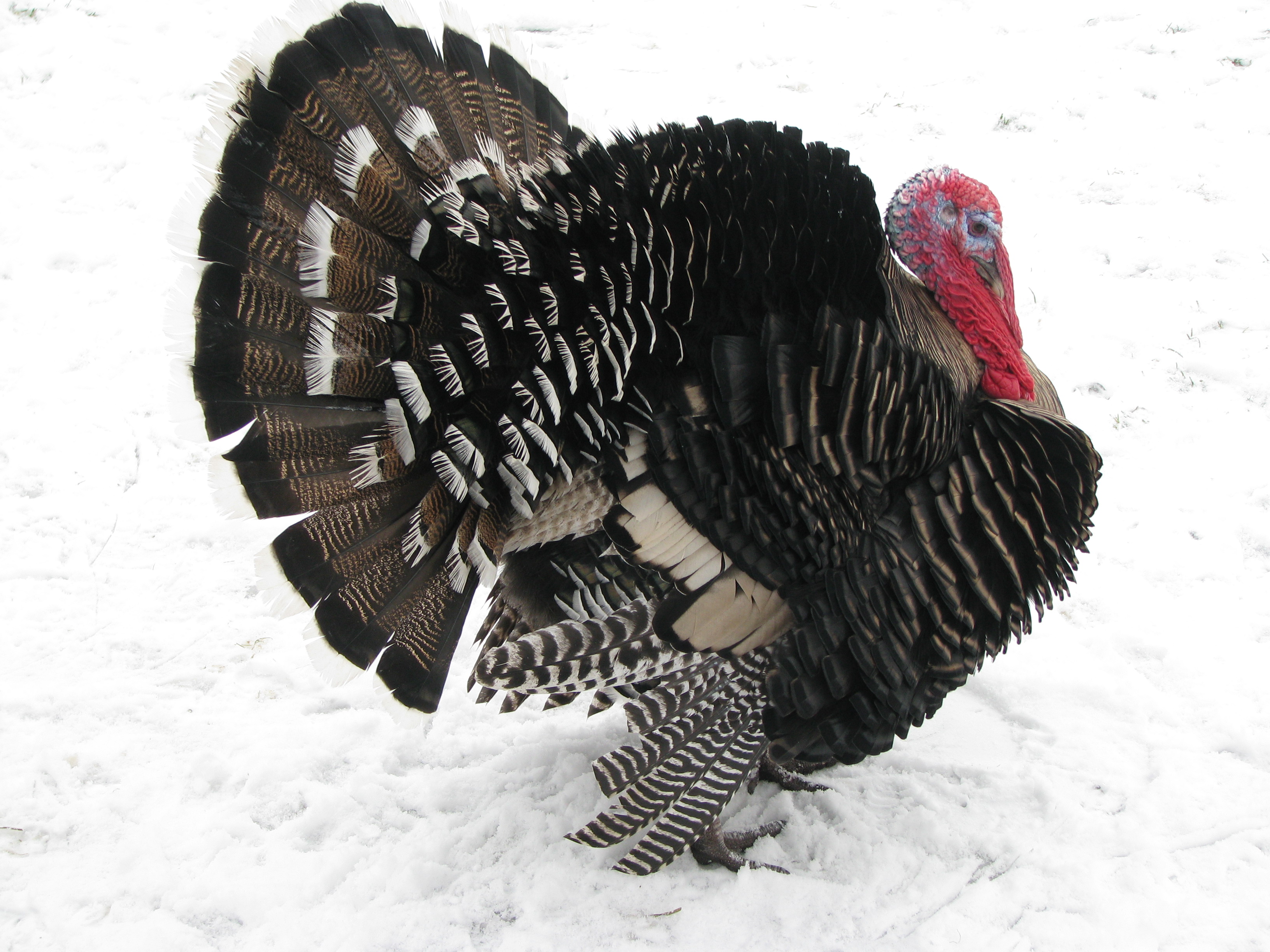 kalkoen in volle glorie