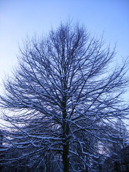 Besneeuwde boom