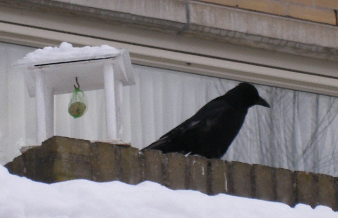 Kraai zoekt eten bij 'n vogelhuis