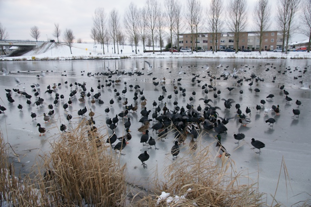 Bijvoeren van de diren in de winter is broodnodig