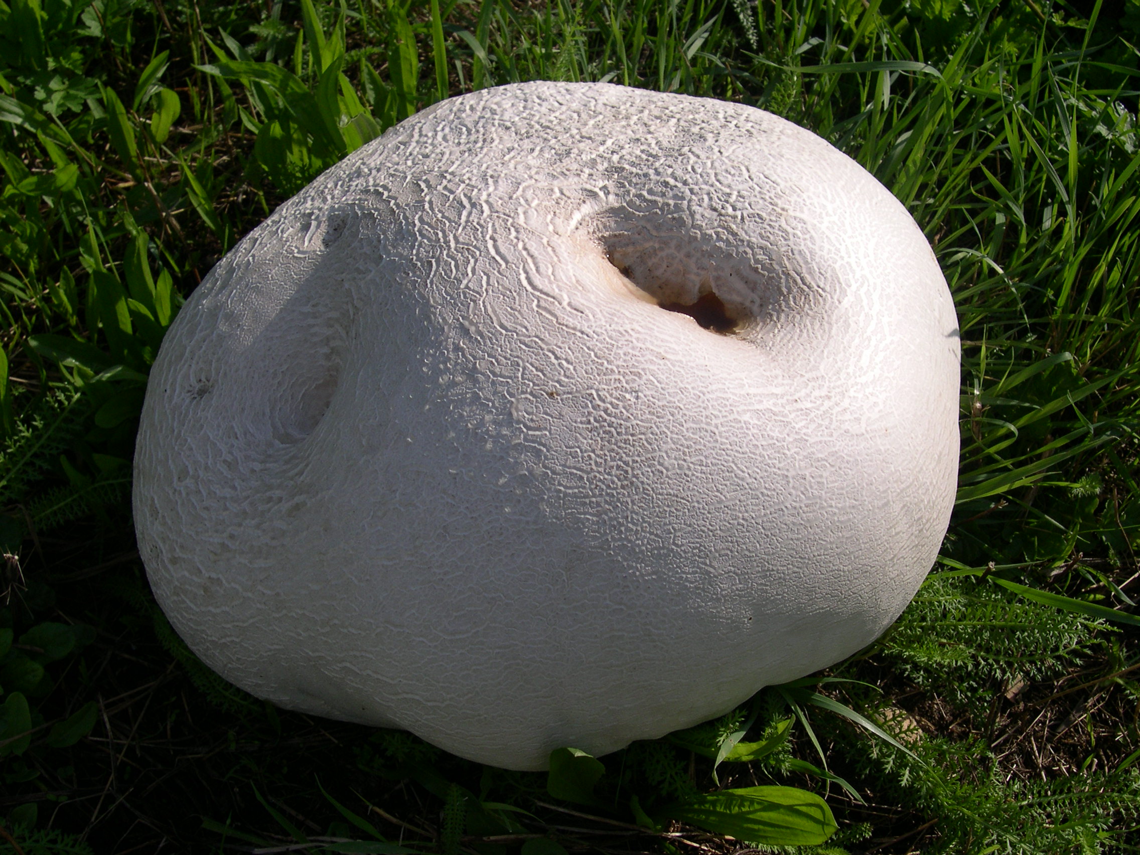 paddestoel of boleet?