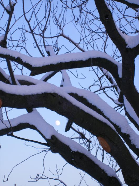 Sneeuw in Den Haag