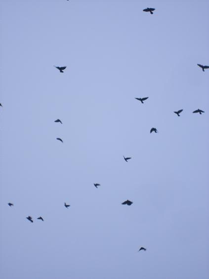 kraaien in de lucht