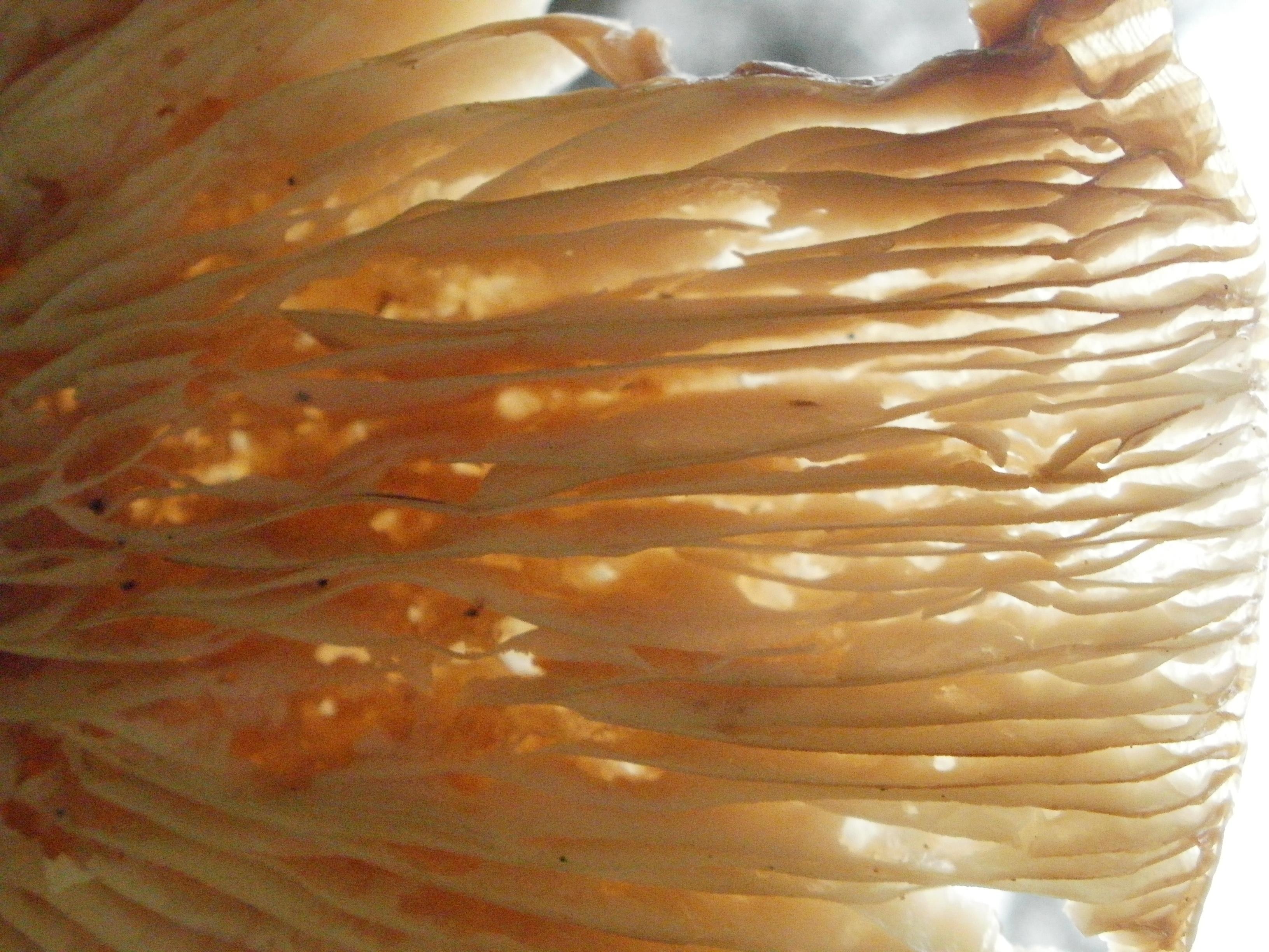 Onderkant paddestoel