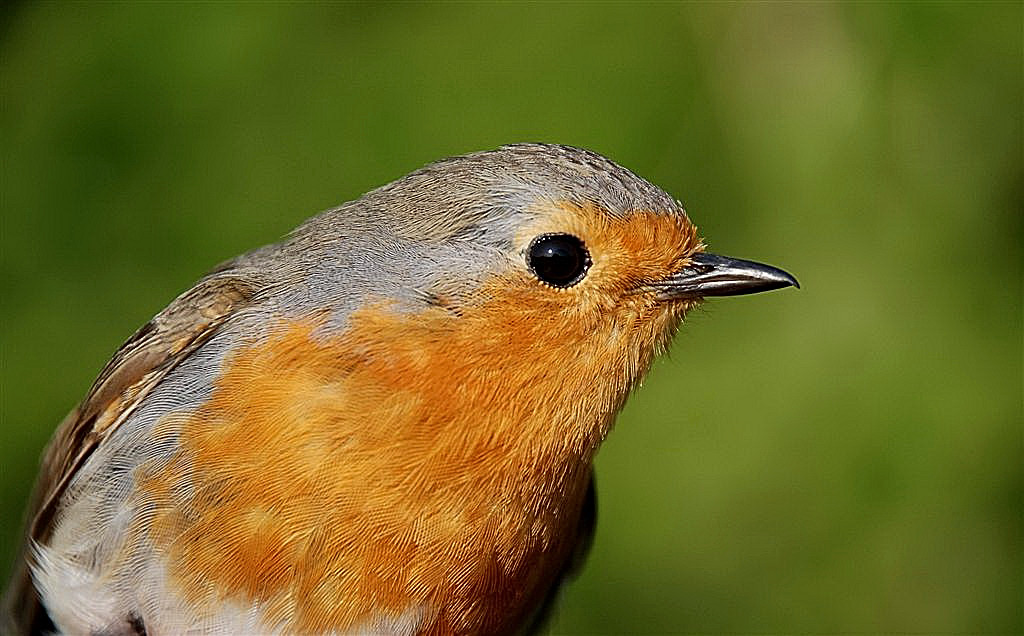Portretje Roodborst.