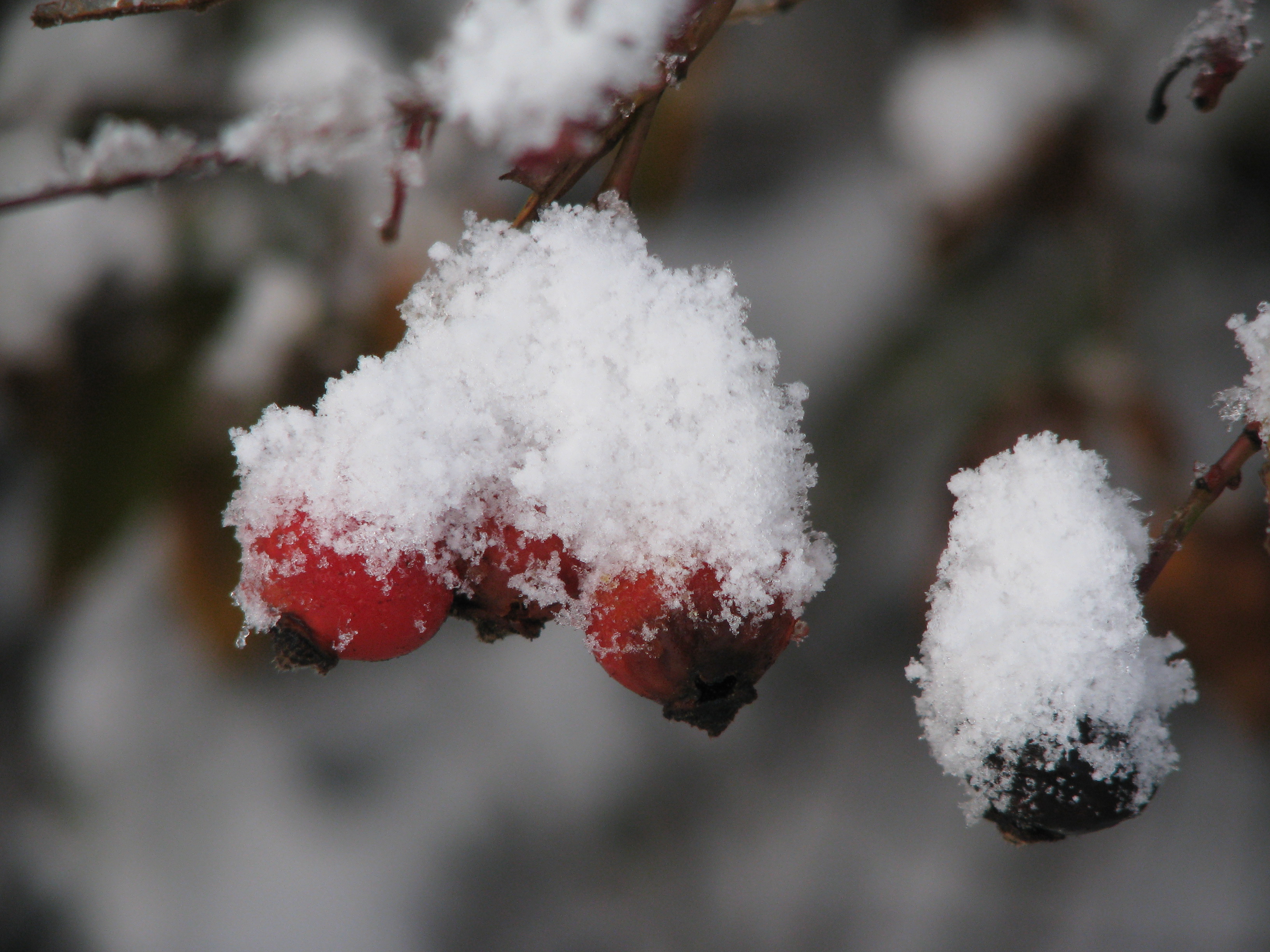 rozenbottels met een hoedje op