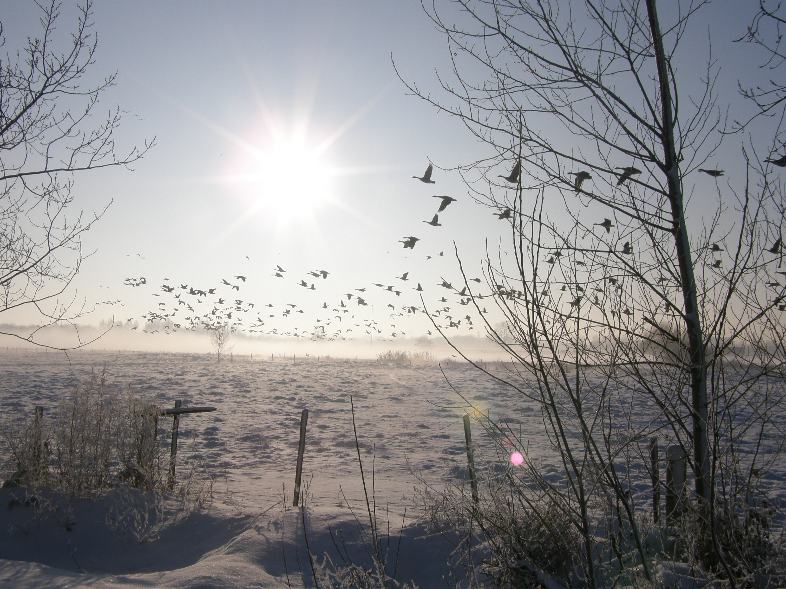 Vlucht ganzen in de winterzon