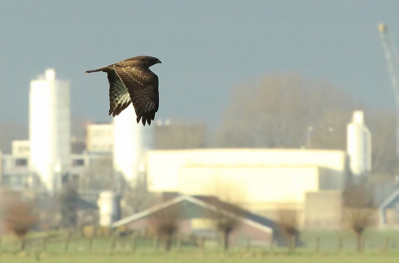 Buizerd in the sky