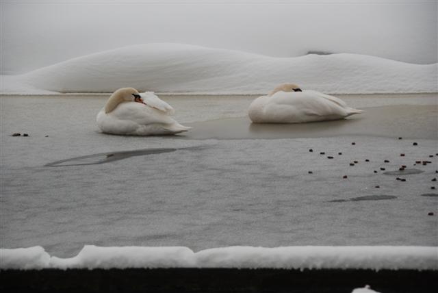 zwanen op het ijs