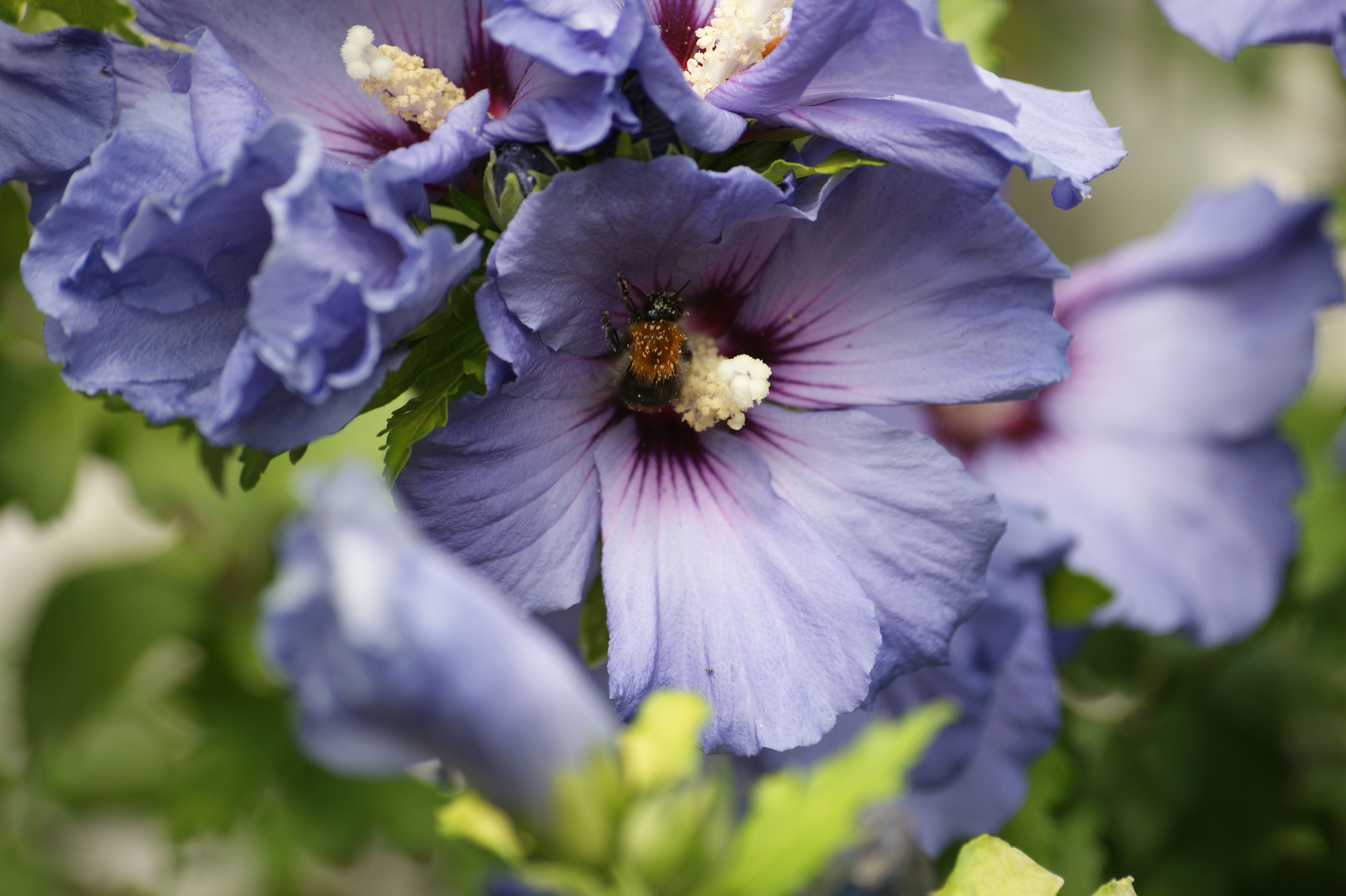 Bij in Hibiscus