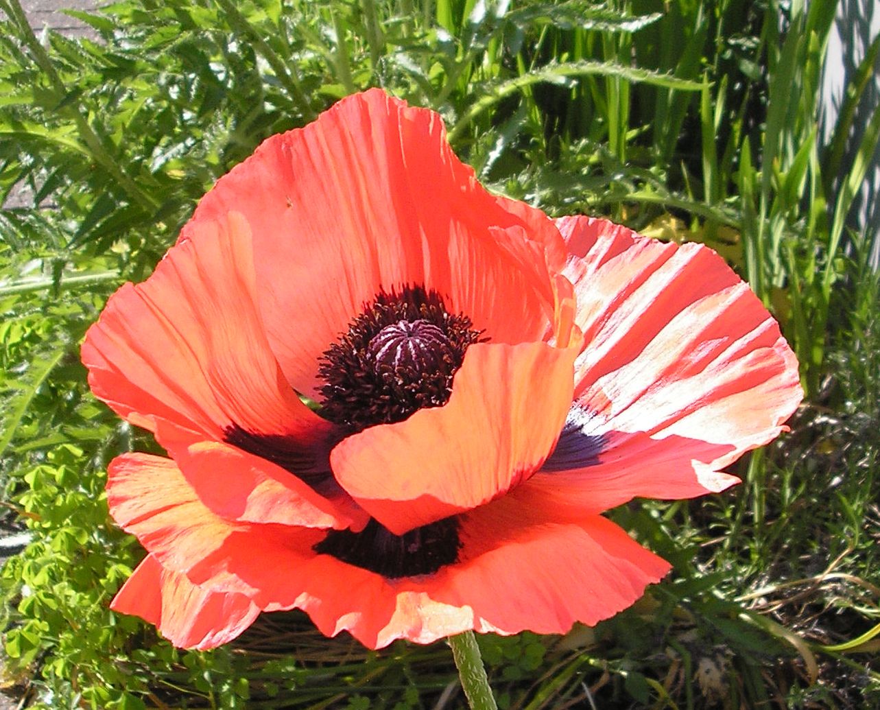 papaver