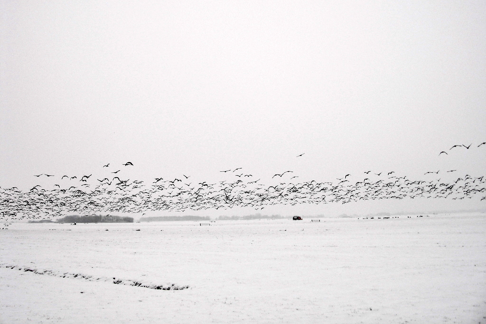 Groep ganzen in Groeterpolder in Schoorl