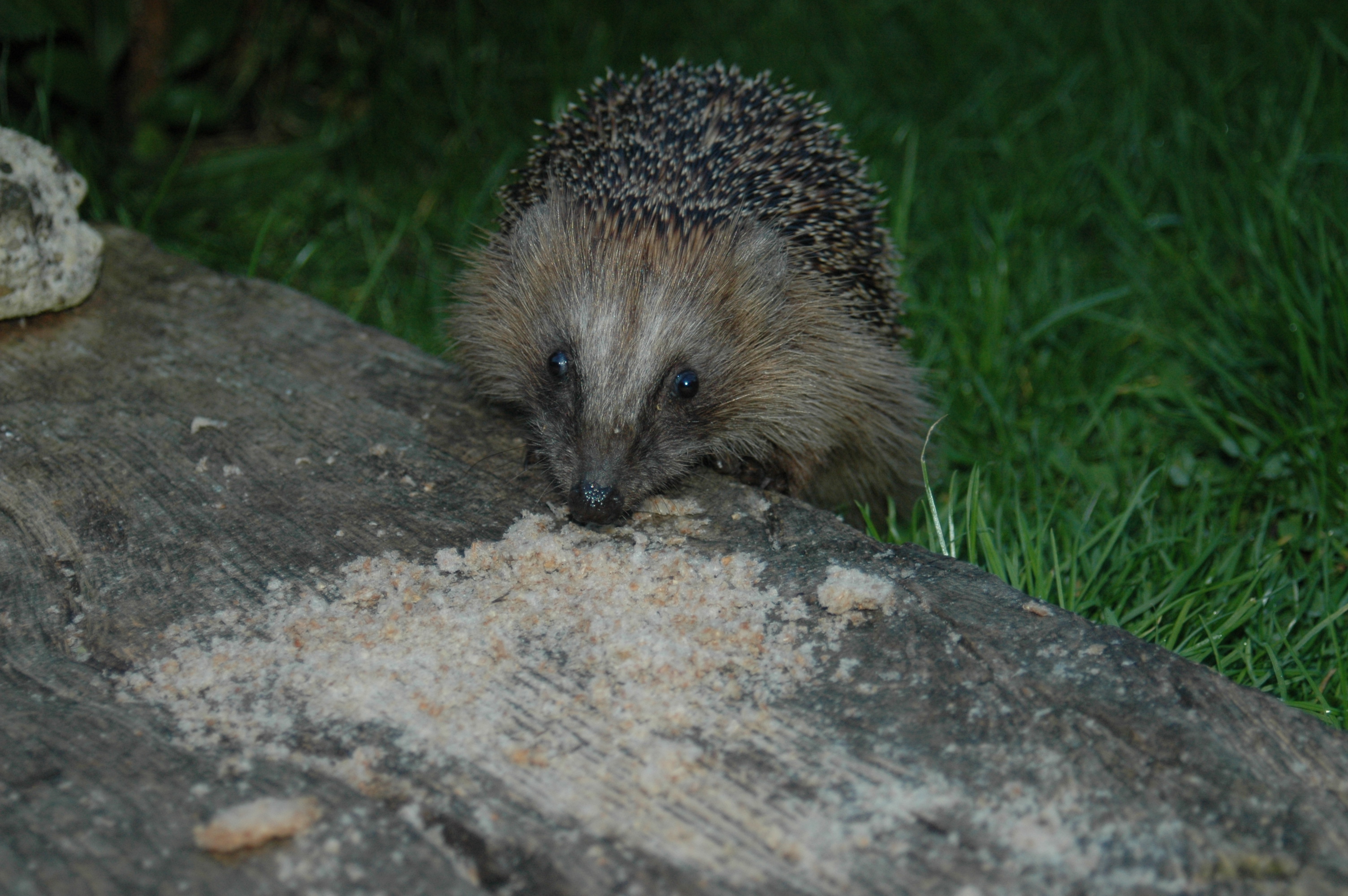 egel "snoept"van vogelvoer