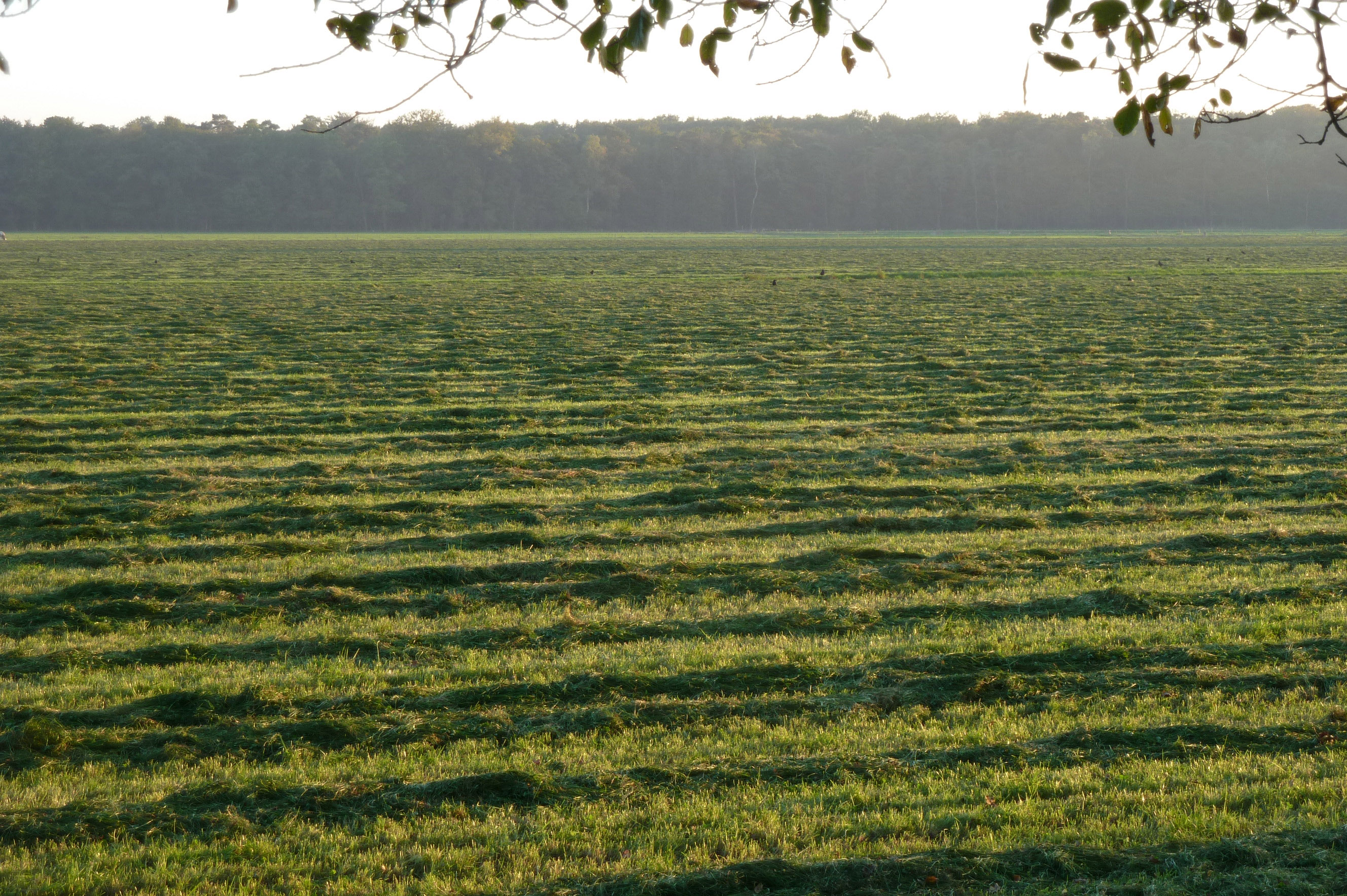 Rechtlijnig cultuurlandschap