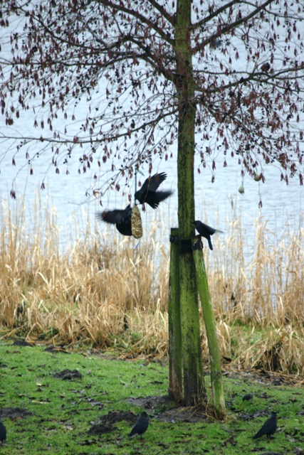 Pinda's zijn populair bij de vogels 3