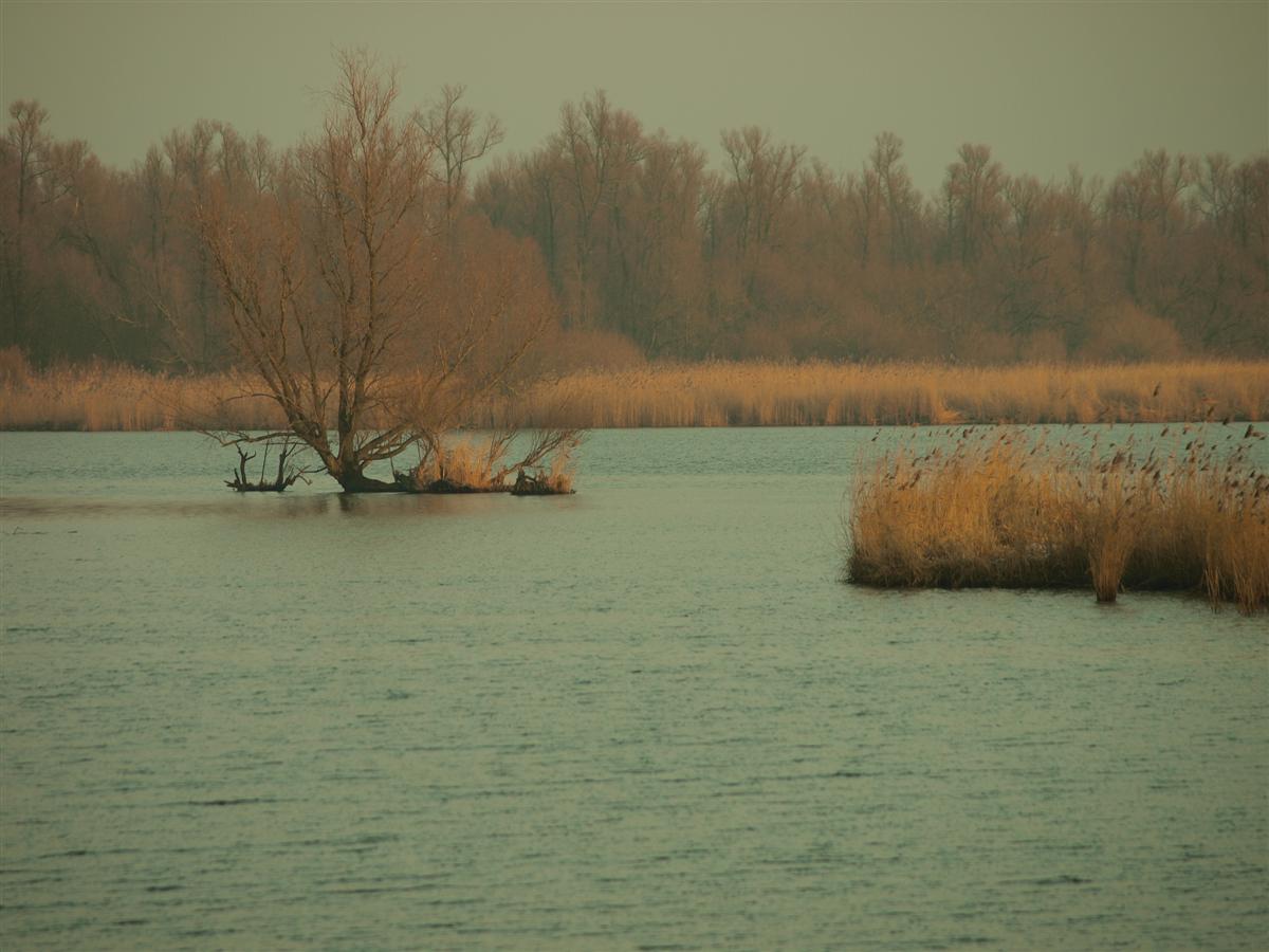 Brabantse Biesbosch bij ondergaande zon