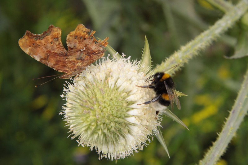 gezamelijke maaltijd